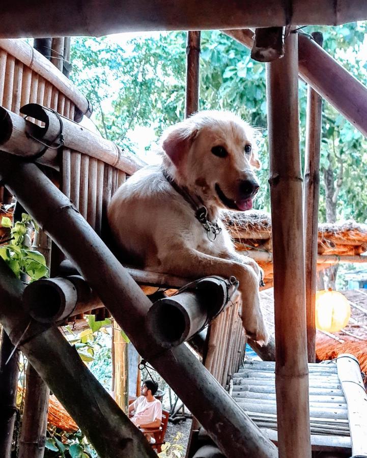 Happy Lemon Tree Lodge Sauraha Zewnętrze zdjęcie